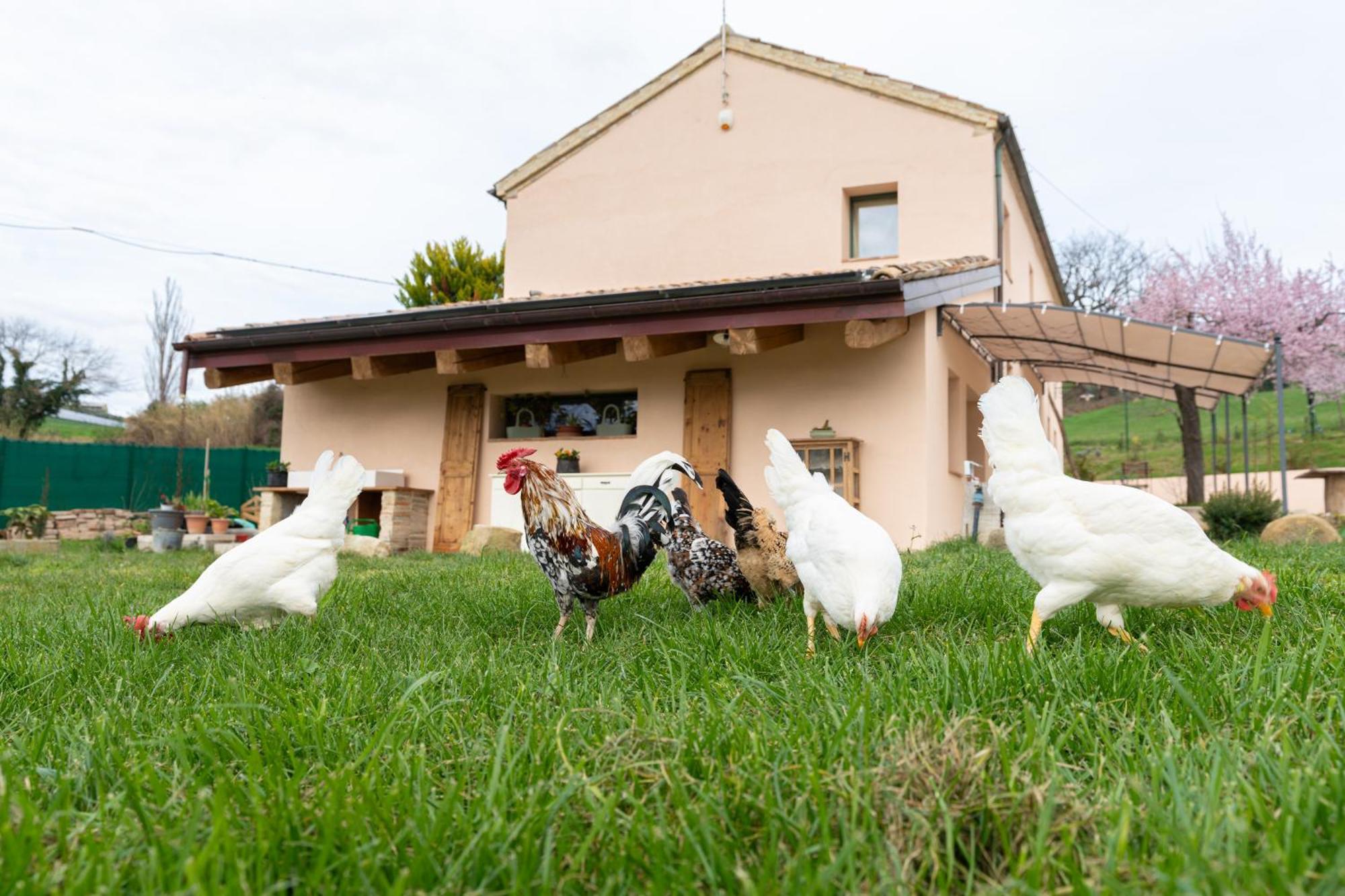 B&B Le Rondini Ostra Senigallia Casine  Buitenkant foto